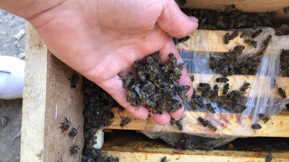 «Укрпошта» фактично вбила 8 мільйонів бджіл (ФОТО)