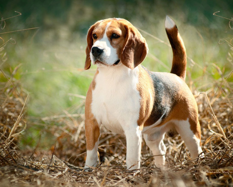 Вірний друг: експерти назвали ТОП-5 порід собак, які найменше хворіють