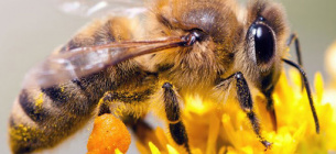  Чому відбувається зменшення популяції бджіл
Фото: КРАЙ - Краєзнавчо-туристичний портал