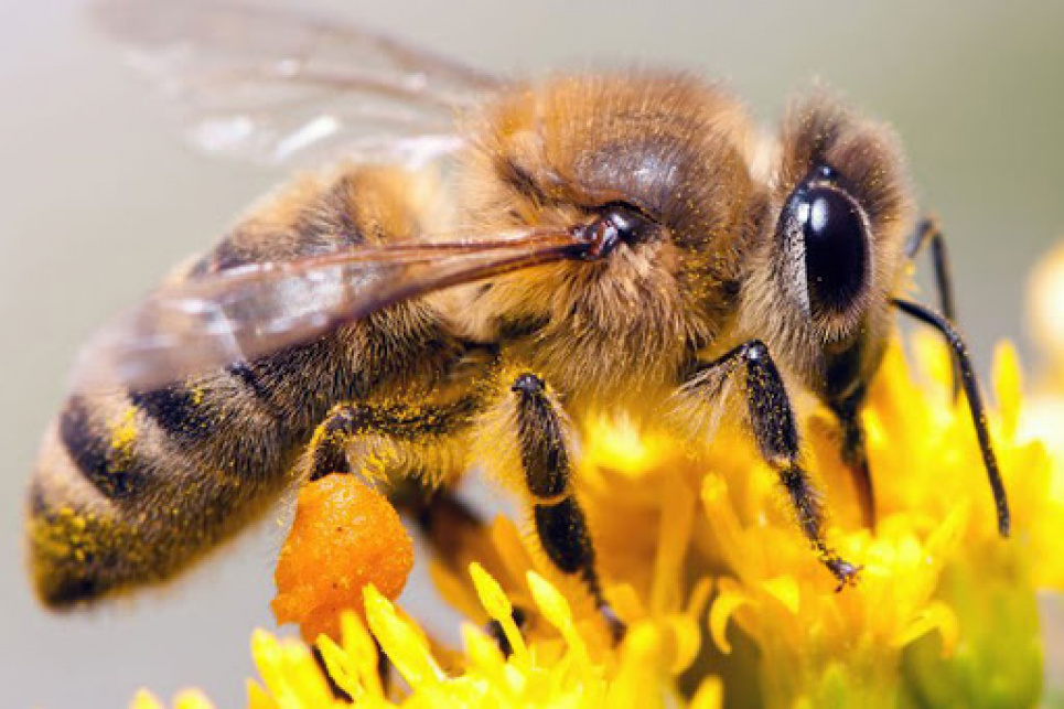  Почему происходит уменьшение популяции пчел. Фото: КРАЙ