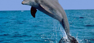 З'явилося моторошне відео того, як у Криму приховують убитих дельфінів