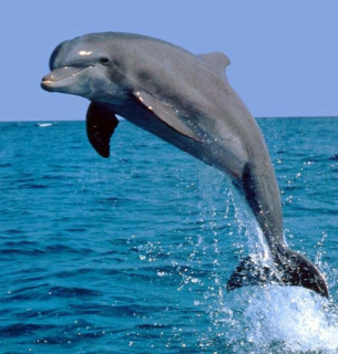 Сегодня 4 июля День против дельфинов в неволе