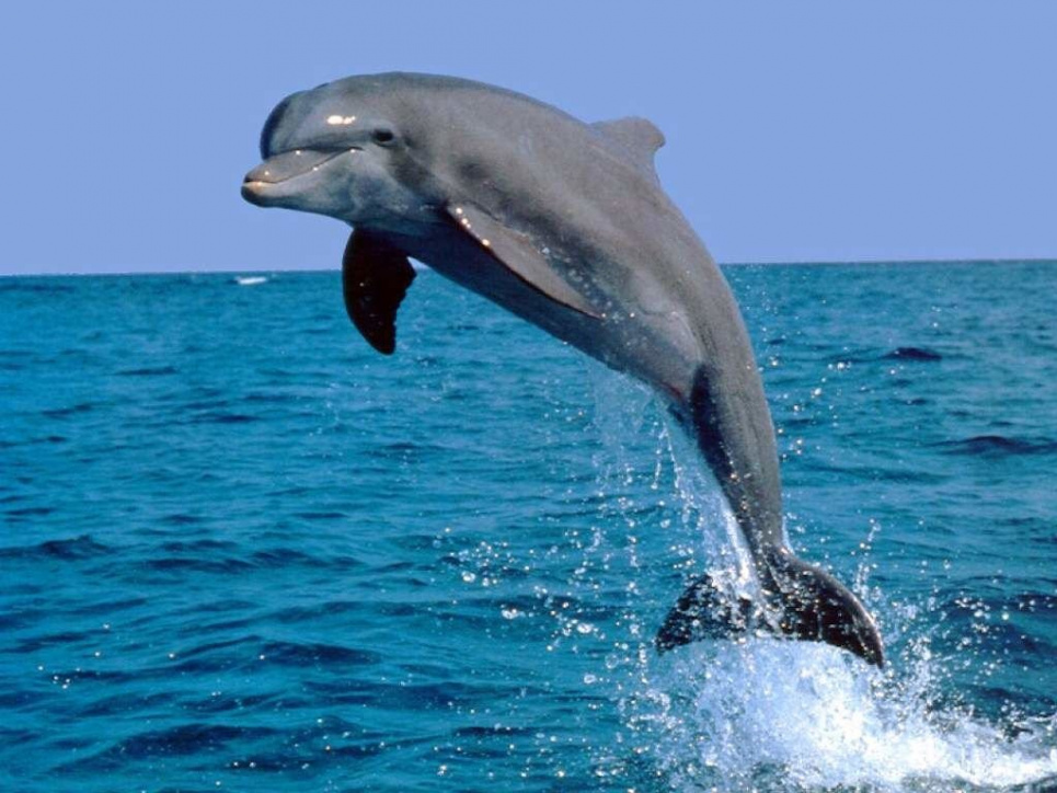 Сьогодні 4 липня День дельфінів в неволі
