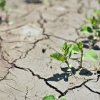 Земельна реформа в призведе до опустелювання в Україні — вчені фото: agro-yug.com.ua