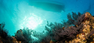 Коралові рифи загинуть через парникові гази