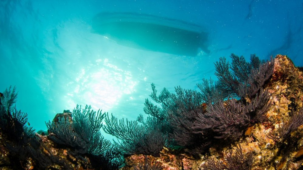 Коралловые рифы погибнут из-за парниковых газов