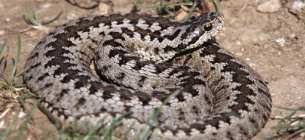 За минулу добу зафіксовано два випадки укусів зміями, одна людина — в реанімації. Фото: Станіславський натураліст