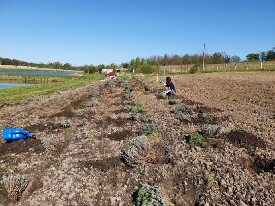 На Львівщині волонтери створили лавандове поле на підтримку літніх людей На Львівщині волонтери створили лавандове поле на підтримку літніх людей