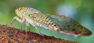 Миллиарды цикад проснулись в 18 штатах США
