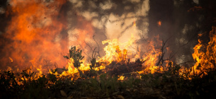 Посадовців ДСНС судитимуть за «липові» акти про гасіння пожеж на Луганщині 