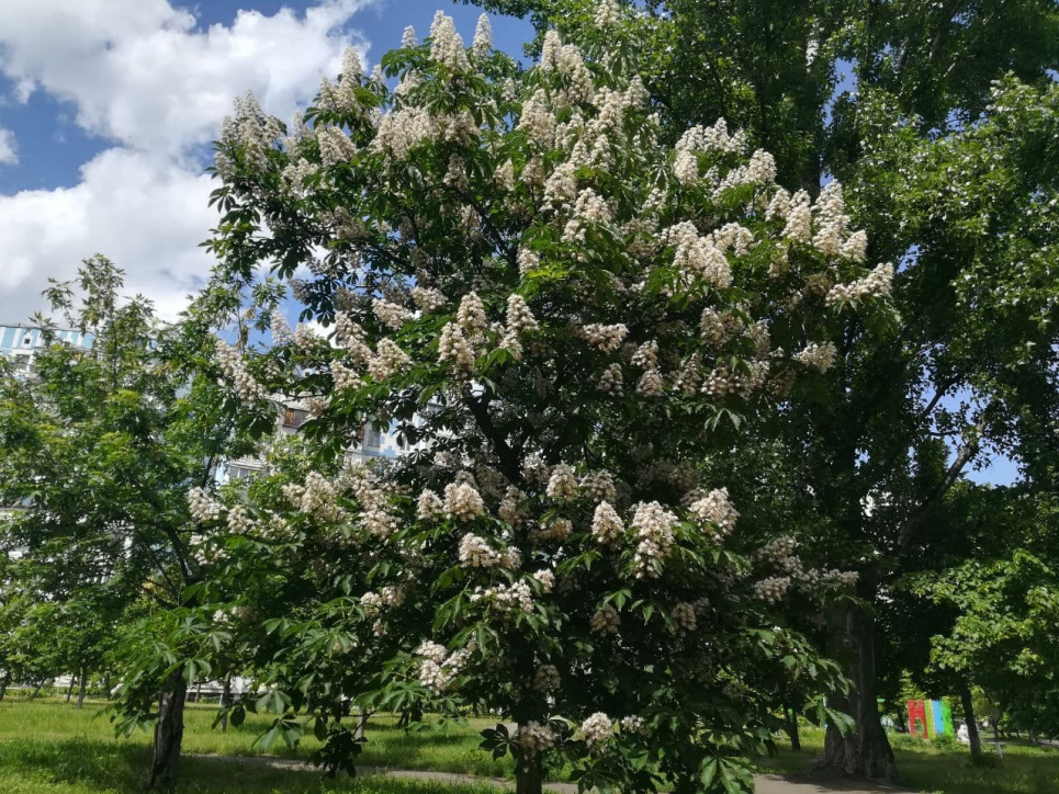 Білі факели весни