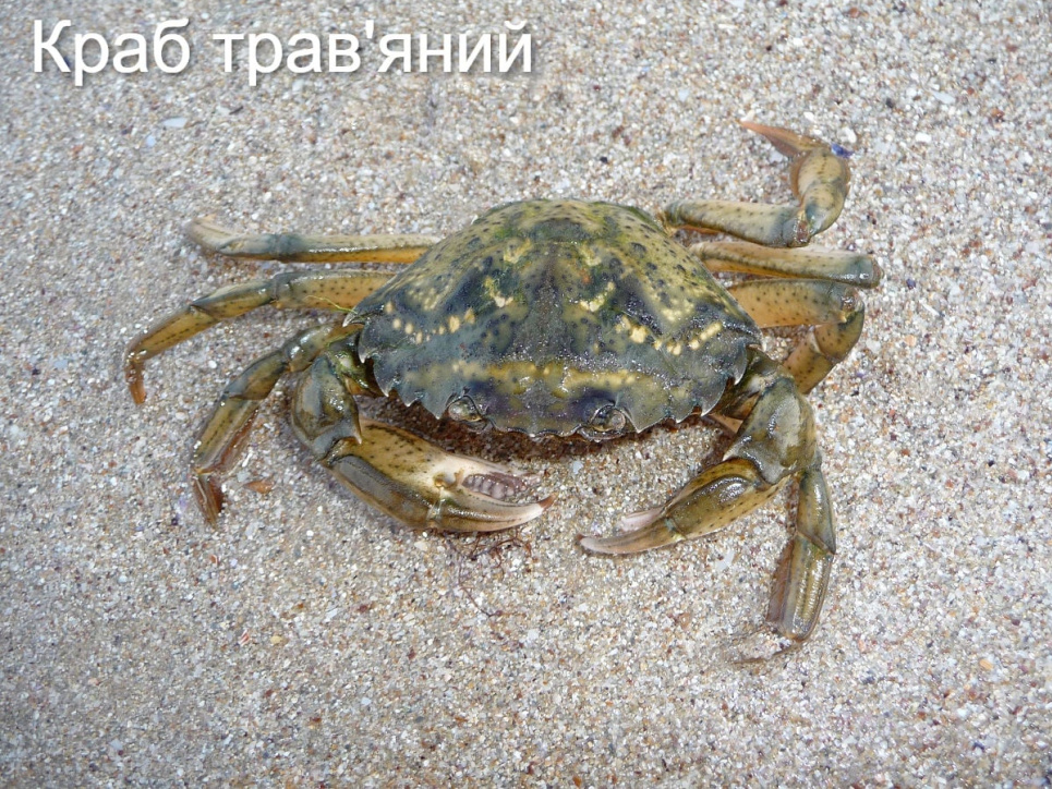На Одещині врятовано 35 крабів На Одещині врятовано 35 крабів
Фото: Фани чорного моря