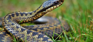 Фото: Чопська міська рада
Як правило, змії тікають від людей, зачувши шум
