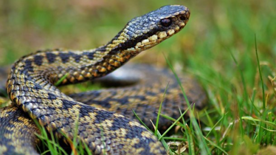 Фото: Чопська міська рада
Як правило, змії тікають від людей, зачувши шум

