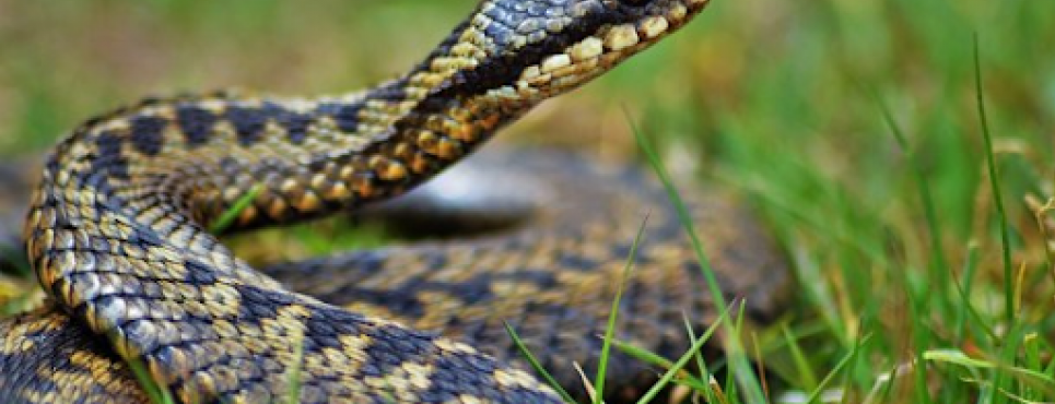 
юПравила безпеки МОЗ України Отруйні змії Як діяти при укусі змії