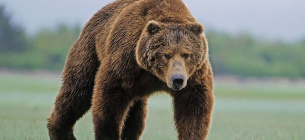 Фото: Бурий ведмідь у Карпатах