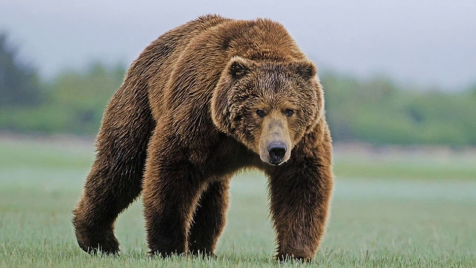 Фото: Бурый медведь в Карпатах 