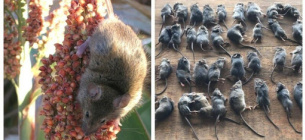 Австралію заполонили мільйони мишей-канібалів