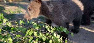 Худі і маленькі: у ведмежому притулку рятують п'ятьох ведмедиків, яких забрали з контактного зоопарку