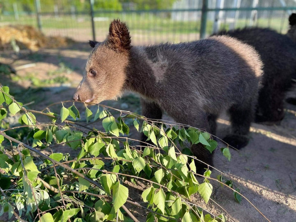  Худые и маленькие: в медвежьем приюте спасают пятерых мишек, которых забрали из контактного зоопарка