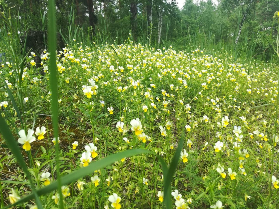 У Биківнянському лісі цвітуть фіалки (фото) Фото: Радим Іщенко