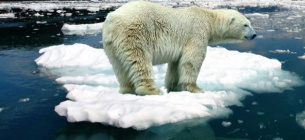 Сегодня в мире День полярного медведя