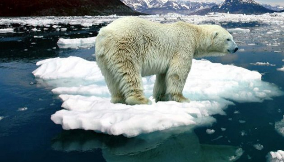 Білим ведмедям загрожує голод 