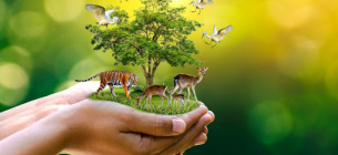 Всесвітній день навколишнього середовища: які ініціативи перебувають на розгляді екологічного комітету Ради