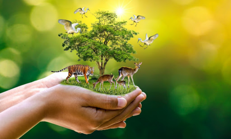 Всесвітній день навколишнього середовища: які ініціативи перебувають на розгляді екологічного комітету Ради
