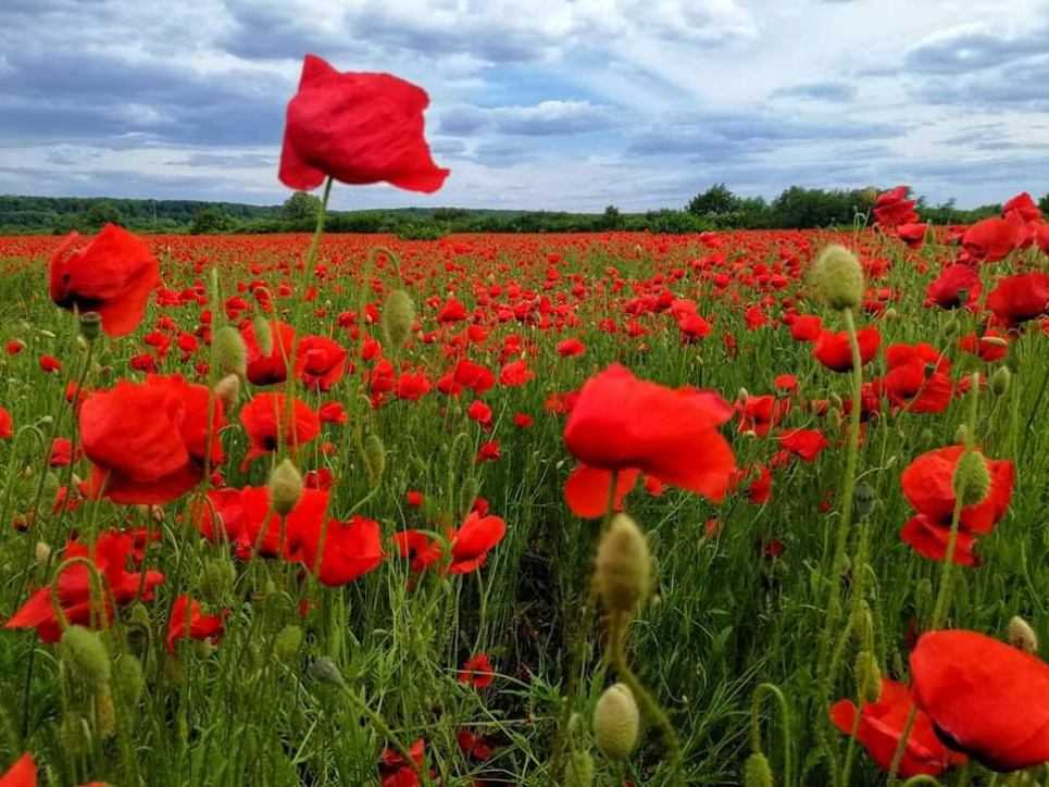 На Закарпатті квітує поле маків із видом на замок Паланок (фото) Фото: Укрінформ