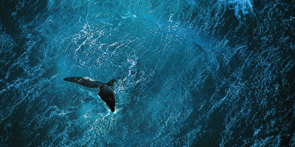 В океане есть самый большой водопад и 20 млн тонн золота. Восемь малоизвестных фактов ко Всемирному дню океанов Океан