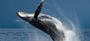 День китів і дельфінів: свято захисту, що стало для України днем скорботи Фото: Українська правда