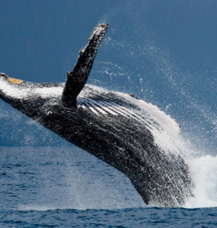Сьогодні 23 липня Всесвітній день китів та дельфінів