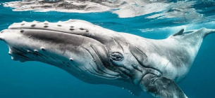 Щасливчик: чоловікові вдалося врятуватися з пащі горбатого кита
