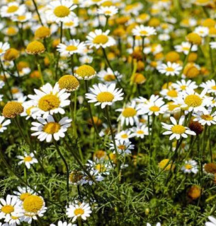 Лікарі пояснили чому варто пити ромашковий чай Фото: SuperAgronom.com