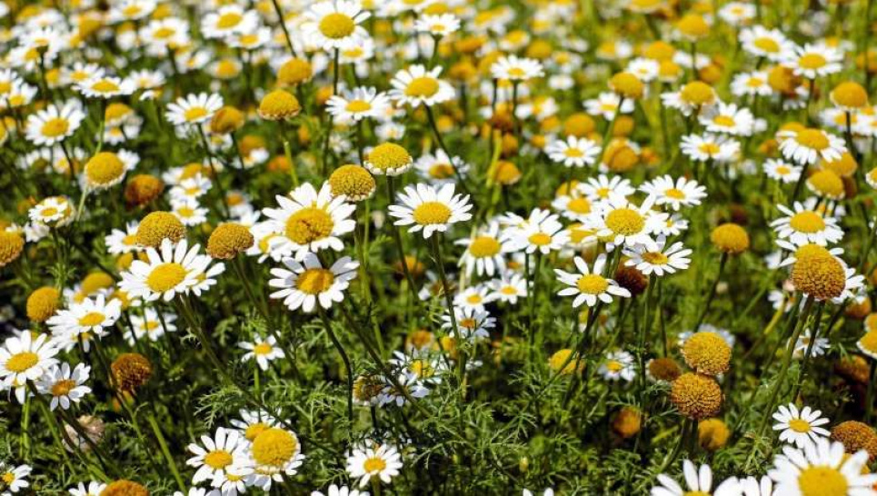 Народні засоби для лікування аритмії Фото: SuperAgronom.com