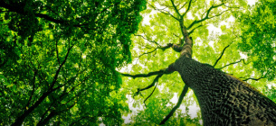 Мільярд дерев від Зеленського — це невігластво та дурний популізм — відомий еколог 