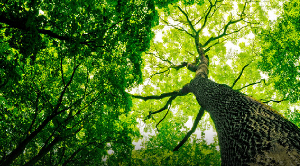 Мільярд дерев від Зеленського — це невігластво та дурний популізм — відомий еколог 