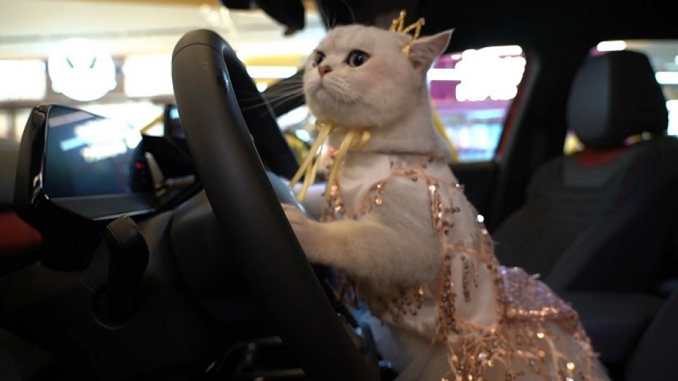 У Китаї моделлю на автовиставках працює кішка, яка отримує понад 40 тис грн за вихід