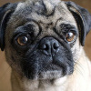 Фото: собака — Myhappypetshop