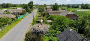 В Винницкой области есть село, которое называют «аистовым краем»