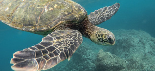 16 червня — Всесвітній день морських черепах: кілька фактів, про які ви не знали
