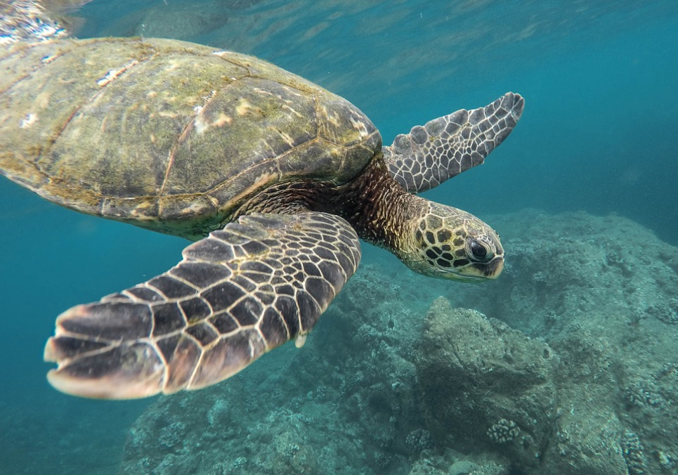 16 червня — Всесвітній день морських черепах: кілька фактів, про які ви не знали