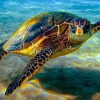 16 июня — Всемирный день морских черепах: несколько фактов, о которых вы не знали