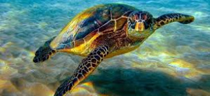 16 июня — Всемирный день морских черепах: несколько фактов, о которых вы не знали
