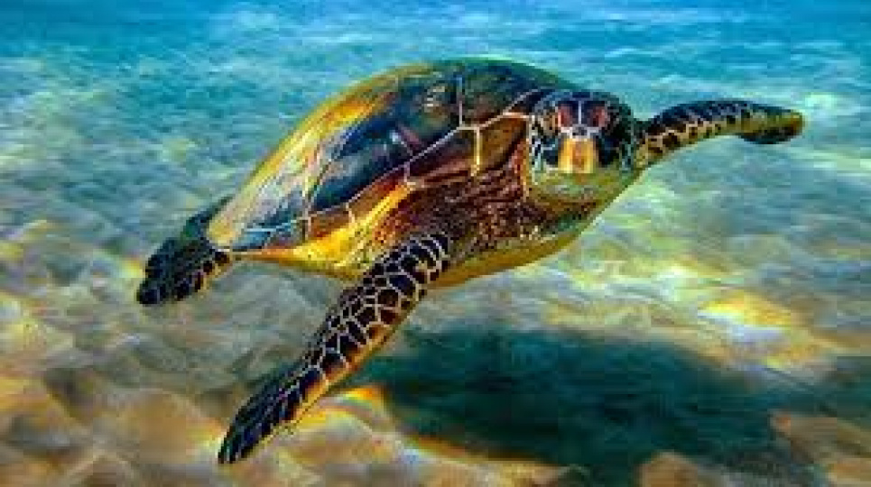 16 июня — Всемирный день морских черепах: несколько фактов, о которых вы не знали (видео) 16 июня — Всемирный день морских черепах: несколько фактов, о которых вы не знали