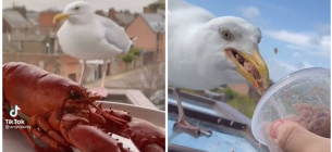 Британец приручает чайку деликатесами: реалити-шоу ведет в TikTok