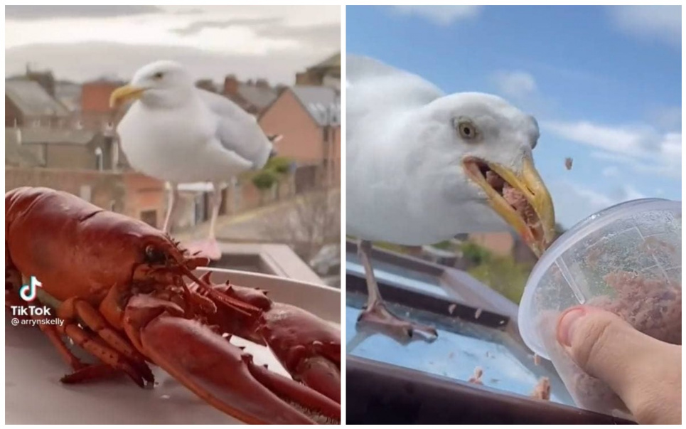 Британец приручает чайку деликатесами: реалити-шоу ведет в TikTok
