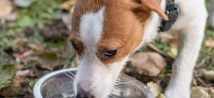 Налийте води! Щоліта 25 % безпритульних тварин гинуть через спеку