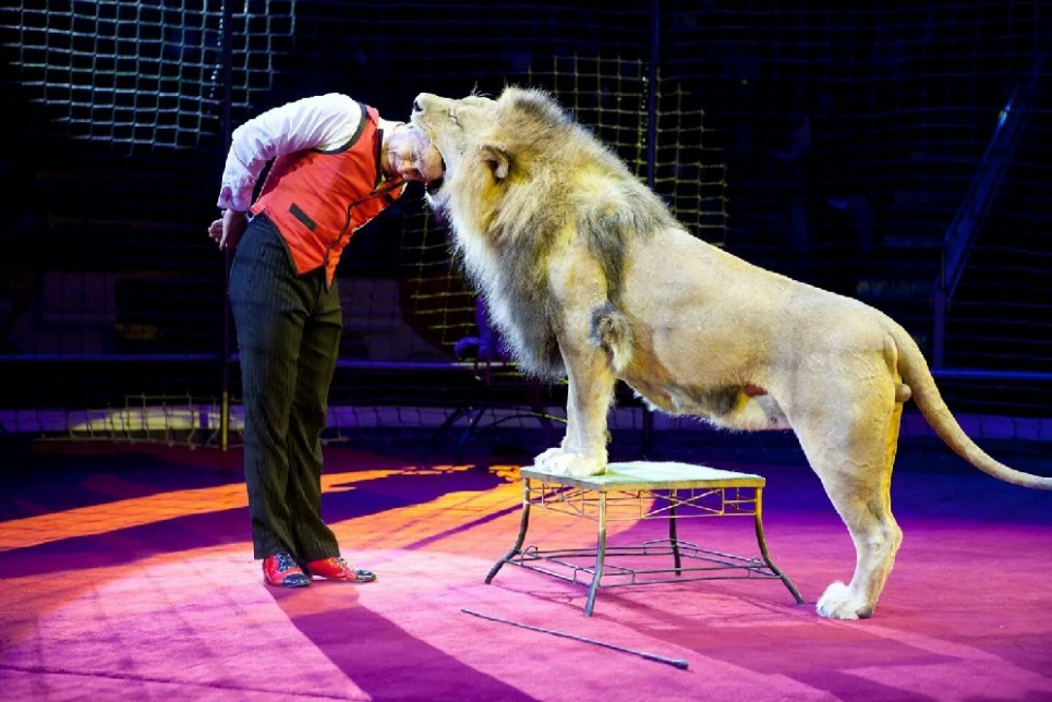 В Украине могут запретить использование животных в цирке и контактные зоопарки Фото: Охорона праці